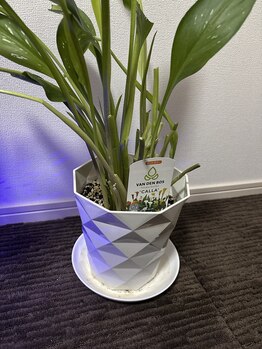 シュトウアートモカ(Shutou Art moka)/