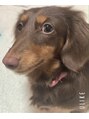 トム トム&nbsp;愛犬のやまとくんはやんちゃで人懐っこい男の子