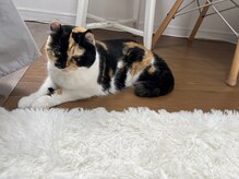 プラスボーテ 幡ヶ谷(plus beaute)/看板猫（副店長）幡ヶ谷/初台