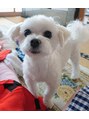 トータルリラクゼーション ティアラ(Tiara)&nbsp;実家のマルチーズです◎