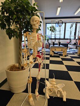 プルクラ 新宿店(PULCHRA)/《骨格模型で細かく説明》