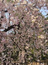 プチローズ/うれしい春はすぐそこに♪キラッ