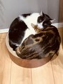 グイット 人形町店(Goo-it!)&nbsp;仲良し猫2匹（太極図のようだ…笑）