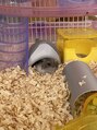 ブプラ 西尾店(BUPURA)&nbsp;飼ってたハムスター(*´ω`*)