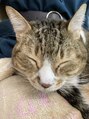 ナタリー(Natalie)&nbsp;猫好き！動物が大好きです！