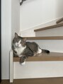 ラニネイル(Laninail) 猫飼っています。