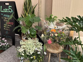 ラソファイブ(Lazo5)/今月のお花です♪