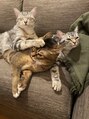 アジサイ(AJISAI)&nbsp;猫達と楽しく暮らしています♪