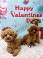 ラベルタ(La Belta)&nbsp;愛犬のえあ、うい、いお♪