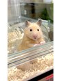 アイム 登戸店(i'm)&nbsp;キンクマハムスターのかまたまです！四足歩行のきな粉餅！