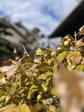 マシュマロハンド/よもぎ蒸し/冷え/むくみ改善