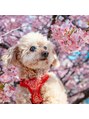 ネイル アンド アイラッシュ フルール 横浜店 愛犬と桜!