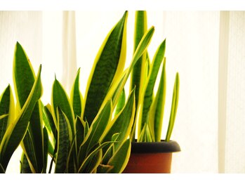 ホールハーモニー 上大岡/サンスベリア