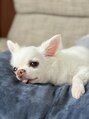 ピノニーナビューティ(Pino Nina Beauty)&nbsp;今年15歳元気モリモリ愛犬チワワのピノ子ちゃん☆いつも可愛い！