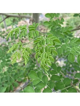 ソワン(Soin)/◇モリンガの木