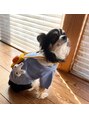 ルシェルアイ&nbsp;実家にいるチワワの”むぎちゃん”を溺愛中＾＾