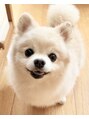 ラルゴ(Largo)&nbsp;顔は可愛いのですが、怖がりさんで良く噛みます(´Д` )