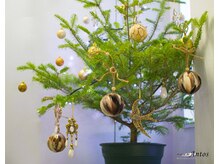 ボーテ ド アントス beaute de Antos/生のクリスマスツリー♪