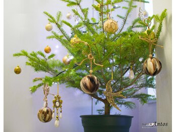 ボーテ ド アントス beaute de Antos/生のクリスマスツリー♪