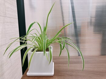 エクティブ整体院/green【春日市/整体/腰痛/骨盤】