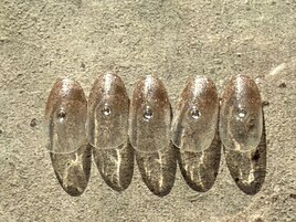 ★定額¥7980コース★