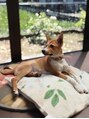 ビュウ 小倉店(Viu)&nbsp;動物大好きです(^^)実家にいる犬と遊ぶのが最高の癒し時間です♪