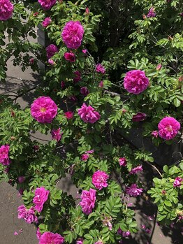 ソワンド ルバンシュ/我が家の庭☆八重のハマナス。