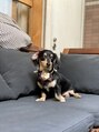 ピーコック(peacock) アイラブdogです。もねちゃん2歳(^^)元保護犬。