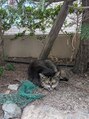 エマ 神戸岡本店(emma) 近所の猫。見てたら怒られました。