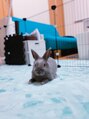 リフレッシュ工房 すりーぴーす 問屋町店 うちのウサギです。