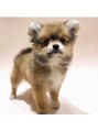 リン 高崎院(RIN)&nbsp;ポメチワを飼っています