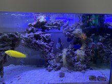 ユウキ(yuuki)/～キレイなお魚達がお出迎え～