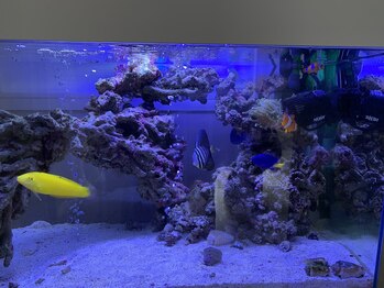 ユウキ(yuuki)/～キレイなお魚達がお出迎え～