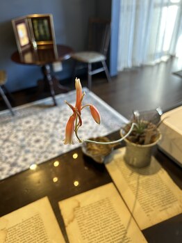 カロレ(calore)/お得なクーポン