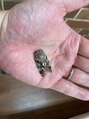 宮町鍼灸整骨院&nbsp;蝉好き！ニイニイゼミ捕まえた。地味だけど一番好きな夏告蝉