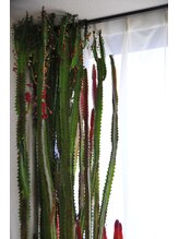 ホールハーモニー 上大岡/サボテン