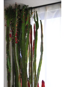 ホールハーモニー 上大岡/サボテン