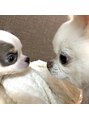 ベル 博多(Belle)&nbsp;お家でチワワちゃん飼ってます♪