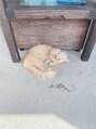 リリーアイラッシュ 西葛西店(RILY eyelash) 動物も好きです♪
