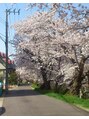 なかじま整体療院癒楽爽快館&nbsp;店の前の道路は桜がきれいです。