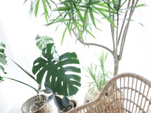 シルワ(SILVA)/緑溢れる空間です♪