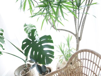 シルワ(SILVA)/緑溢れる空間です♪