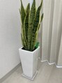 ベル(Belle) 空気を綺麗にしてくれる観葉植物【サンスベリア】☆