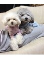 バランシア(BALANSIA)&nbsp;実家の愛犬です☆トイプードルの姉妹です☆