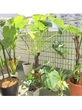 リム ビューティー(RYM BEAUTY)/観葉植物達の日光浴♪