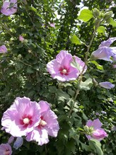 セレス(Celes) 尾上 舞