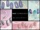 セレクトネイル ココ 秦野店(SELECT NAIL COCO)の写真