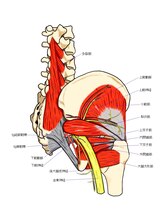 かんとま整骨院 中区鶴舞院/股関節深部筋
