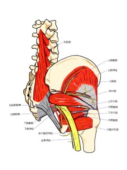 かんとま整骨院 中区鶴舞院/股関節深部筋