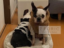 セブンフォリオ(7FORIO)/うちの愛犬「てん」と「おんせ」